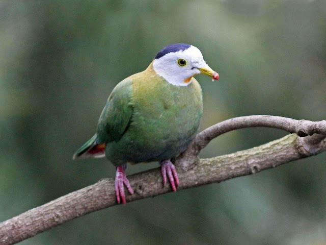 صور يمام