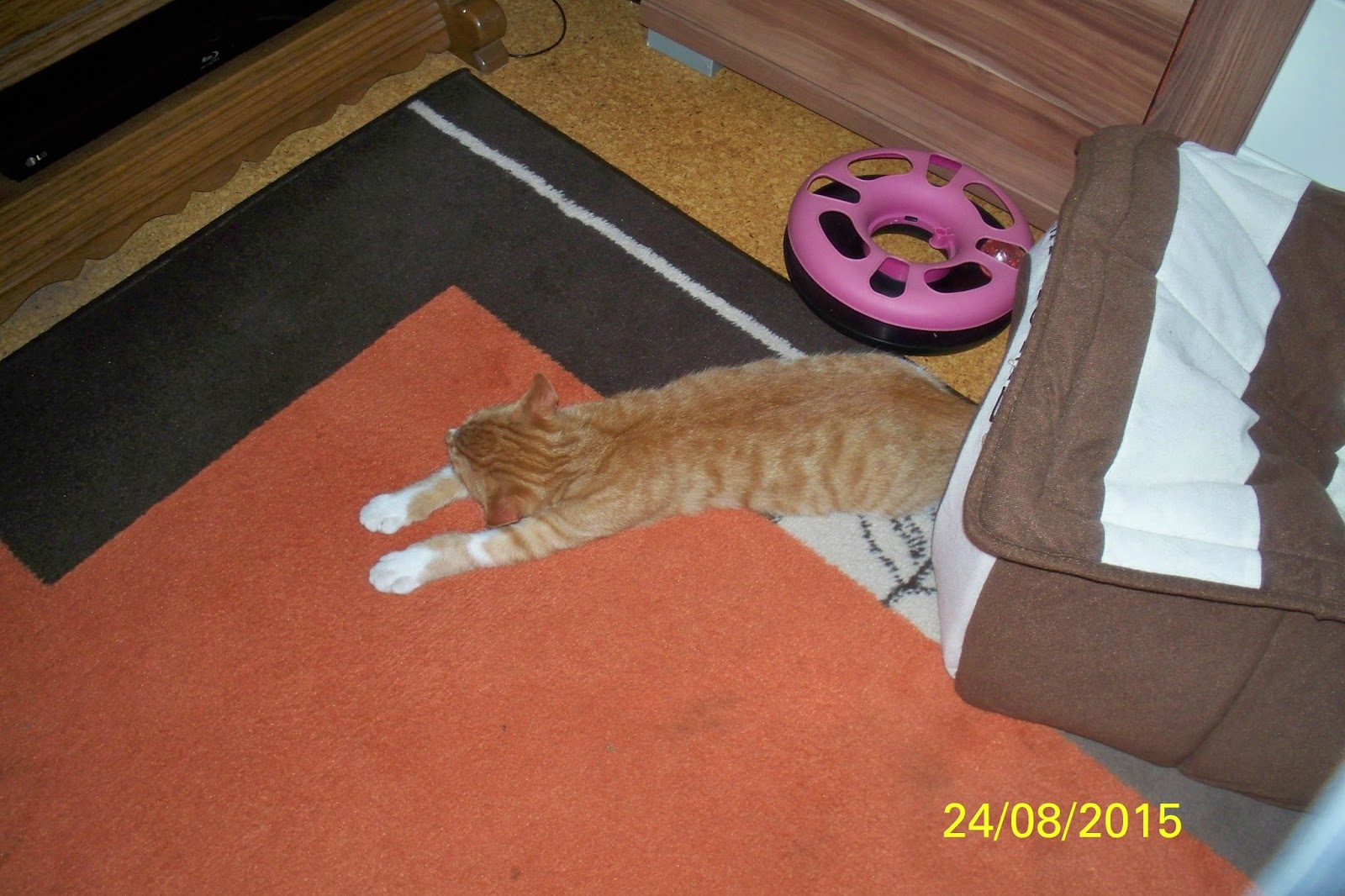 ♥ Շǐήέɱȃǔś ♪♫♥