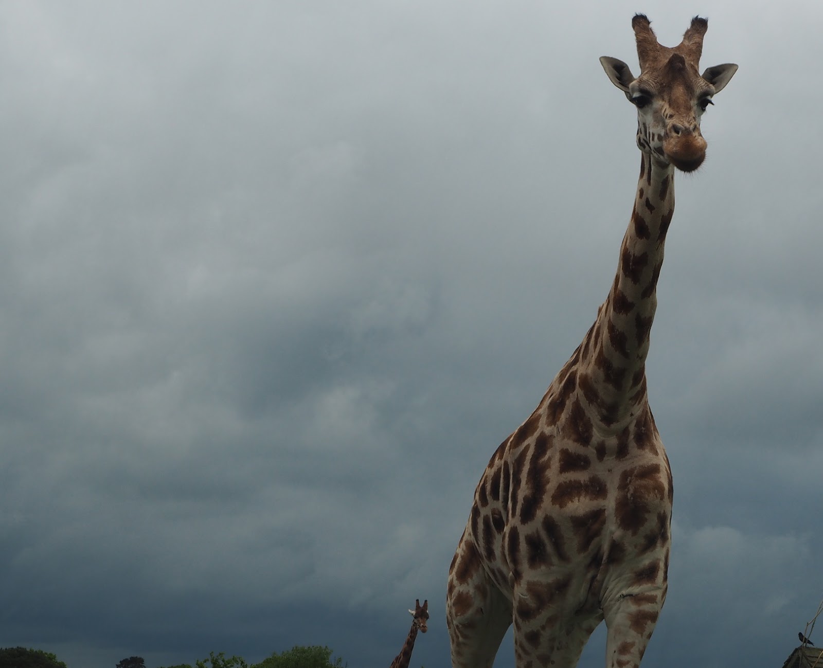 west midland safari park giraffe