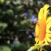 When Sunflowers Blooming
