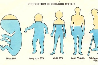 Percentage Of Water In Human Body Chart