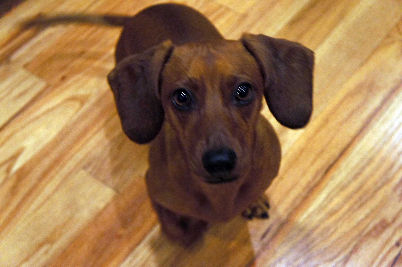 Tails to Tell Tail Wagging Tuesday Special Pup Feature Jasper the