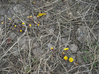 Tussilagoblommor - Skön morgonstart
