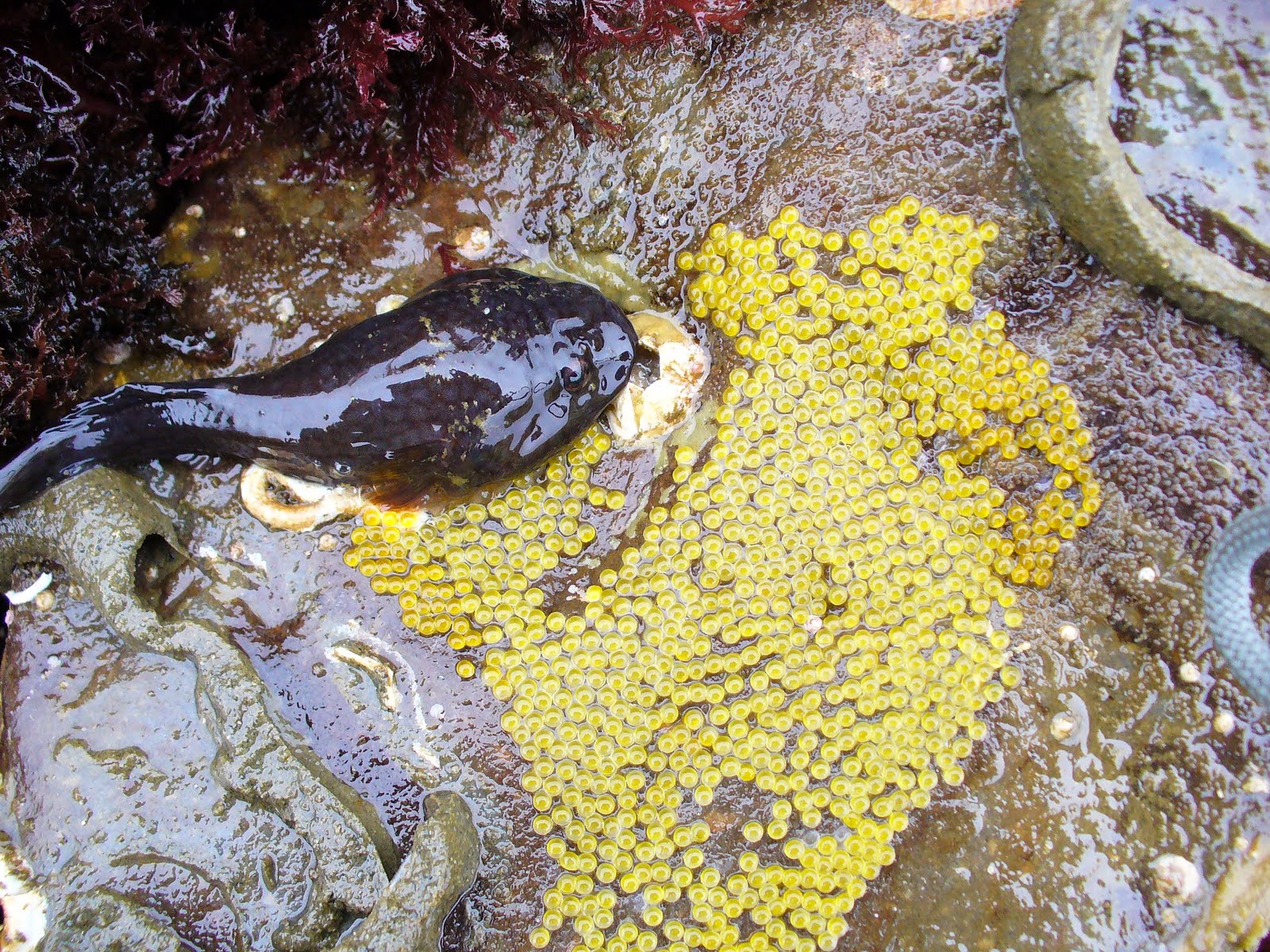 Buzz's Marine Life of Puget Sound Eggs of the Intertidal