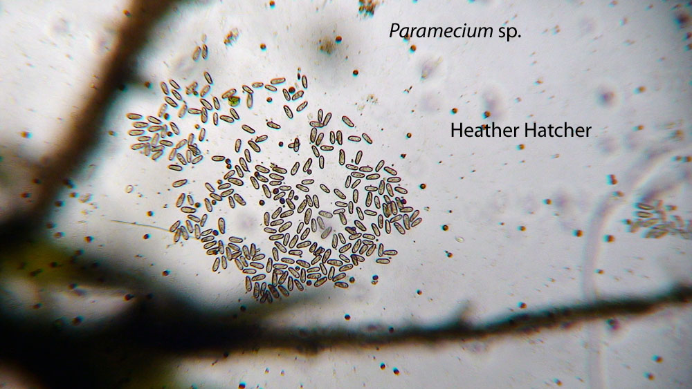 Heather's Botany 111 Blog