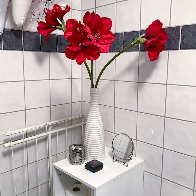 amaryllis amaryllis