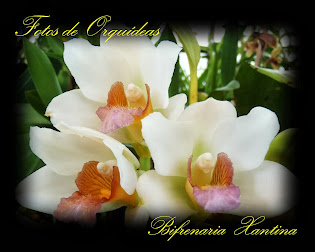 Fotos de orquideas, Album nº-1