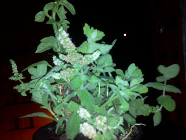 hierbabuena-asturias