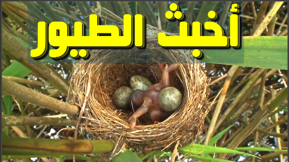 شاهد ماذا يفعل أخبث طائر على وجه الأرض