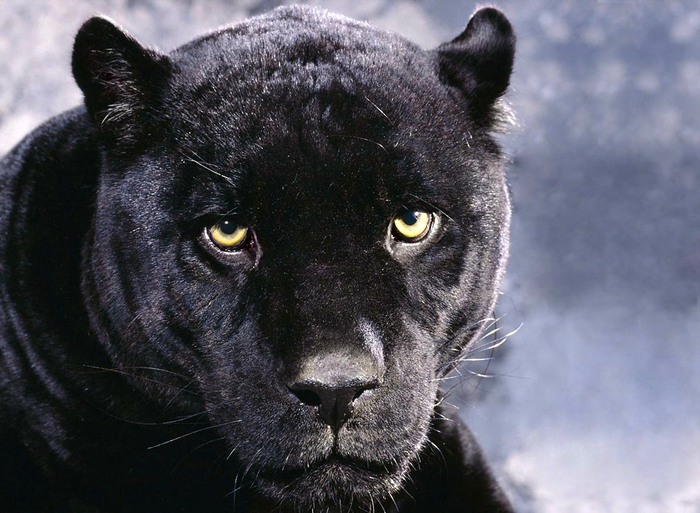 Gambar Harimau Terbaru | Kumpulan Gambar