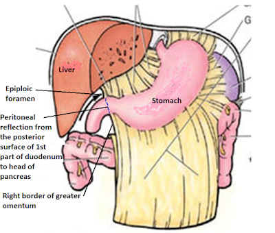 lesser sac greater omentum border ligament left lecture summary note