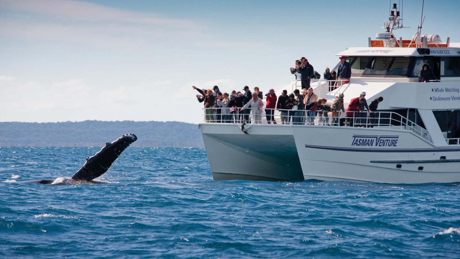 6 Ways To Properly Go Whale Watching