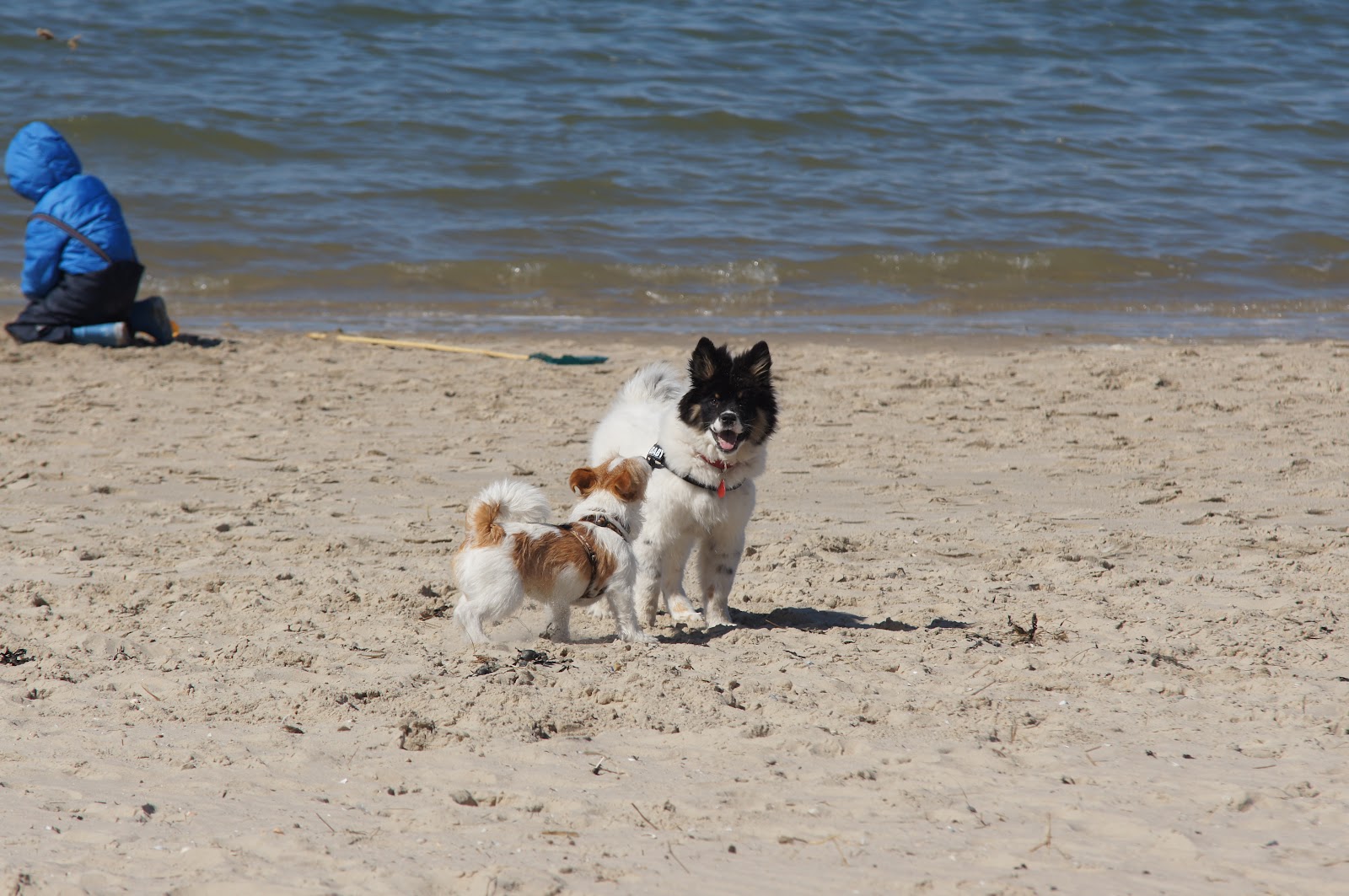 Unser Hund Aslan 2012