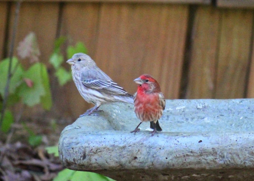 Red House Garden: Common Backyard Birds of the Eastern US