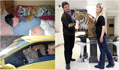 south african couple living with tiger