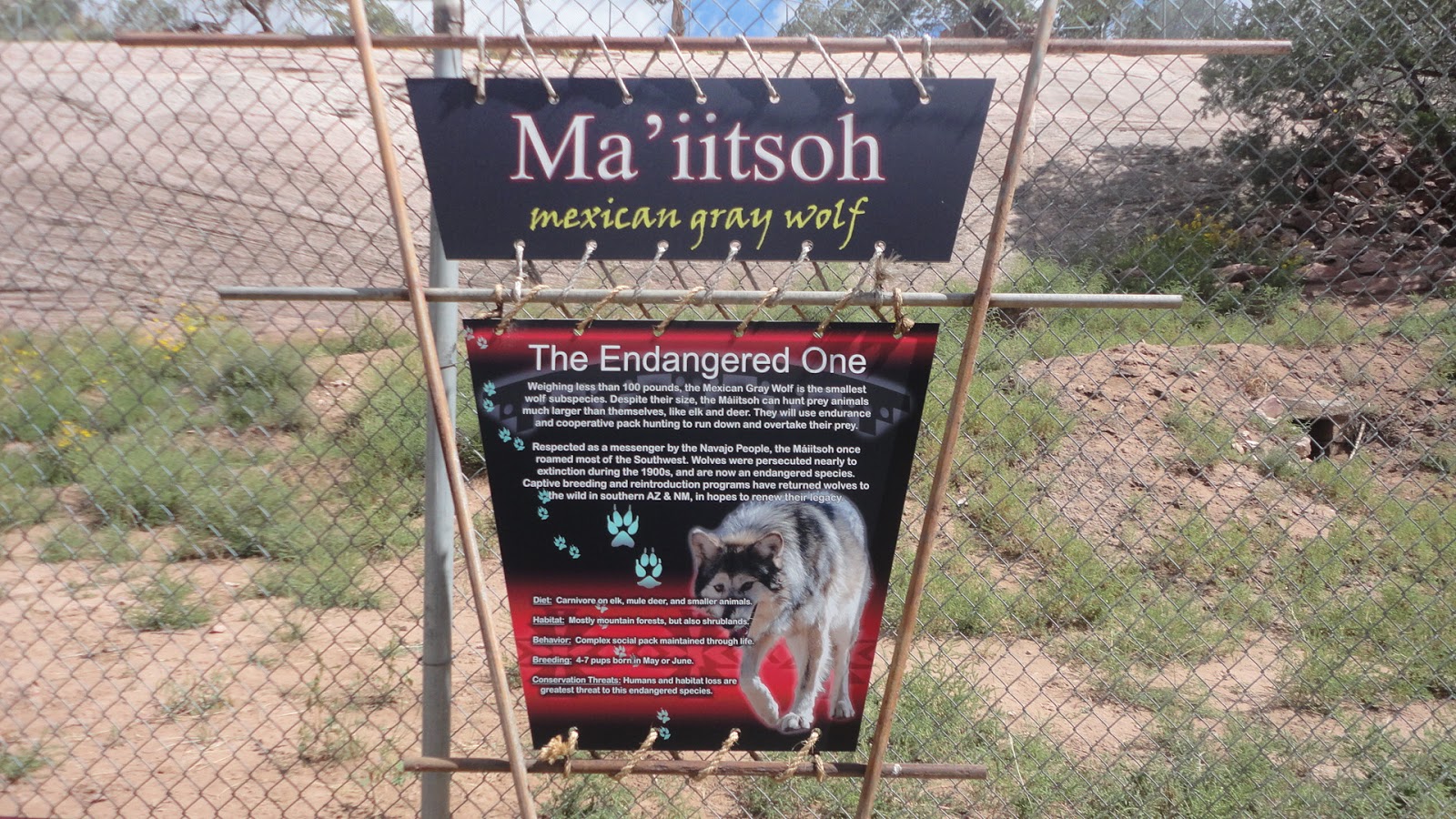 White Wolf Navajo Nation and Wolves Gray Wolf (Ma’ iitsoh) Protector