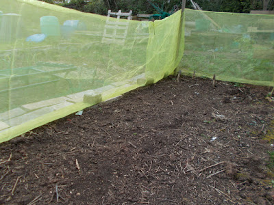 Protecting carrots from carrot fly The 80 Minute Allotment Green Fingered Blog