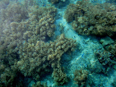 Keindahan Bawah Laut Pulau Siladen