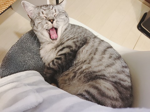 大あくび