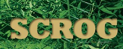 scrog marihuana scrog marihuana