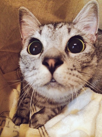 迫り来る猫その2