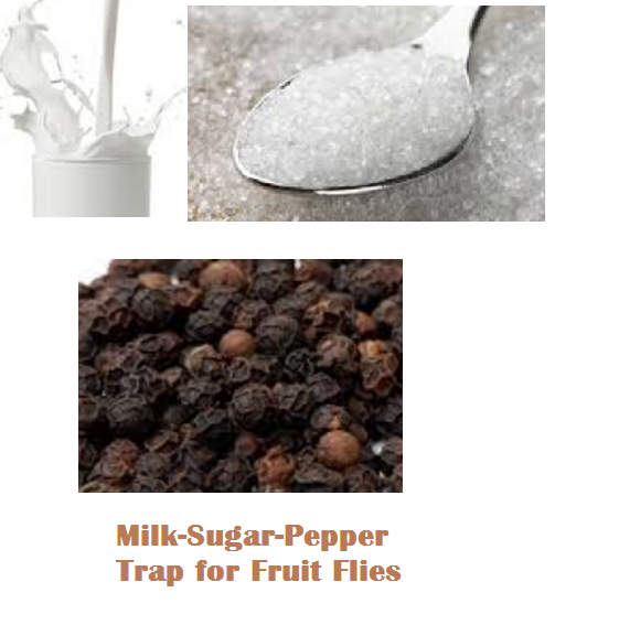 Milk-Sugar-Pepper Trap for Fruit Flies