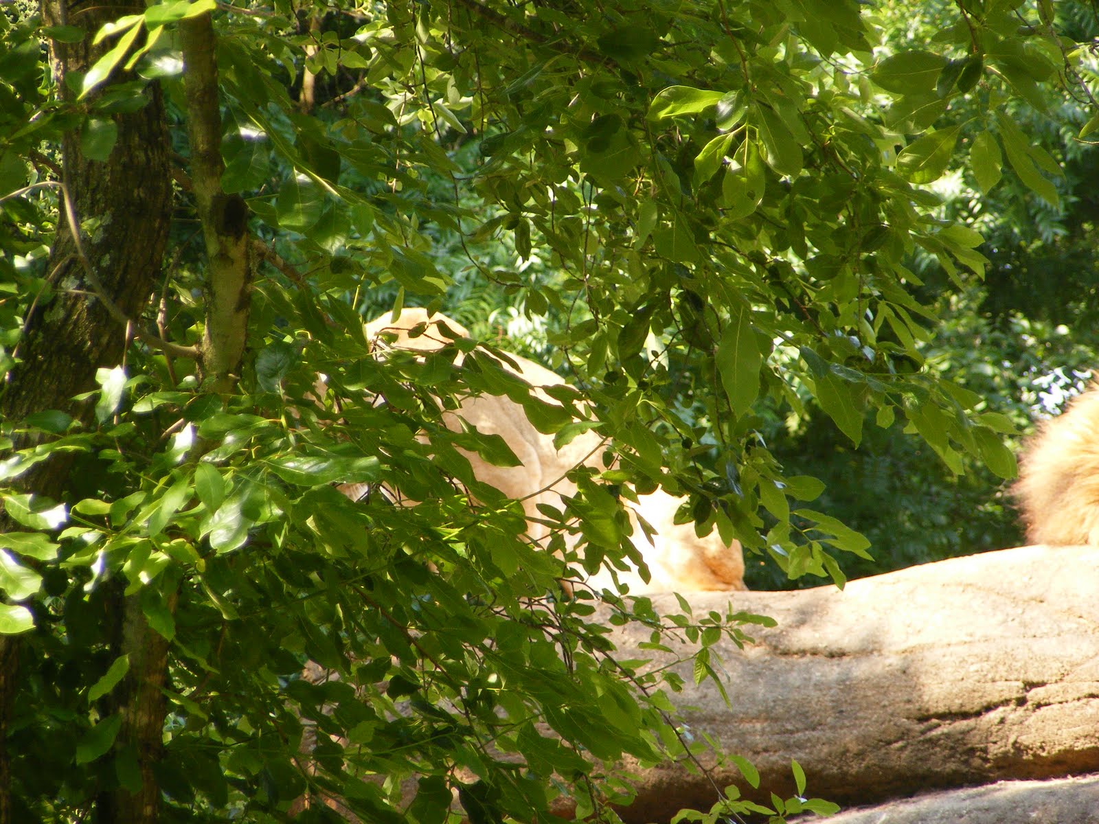 The Reynolds' Wrap Zoo Atlanta