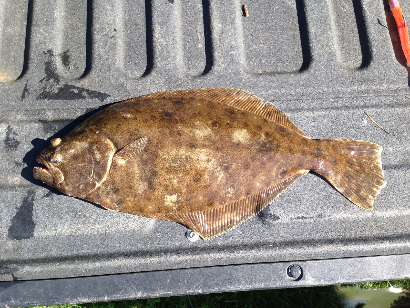 Captain Kirk's Fishing Blog Fluke Fish'n In Vineyard Sound