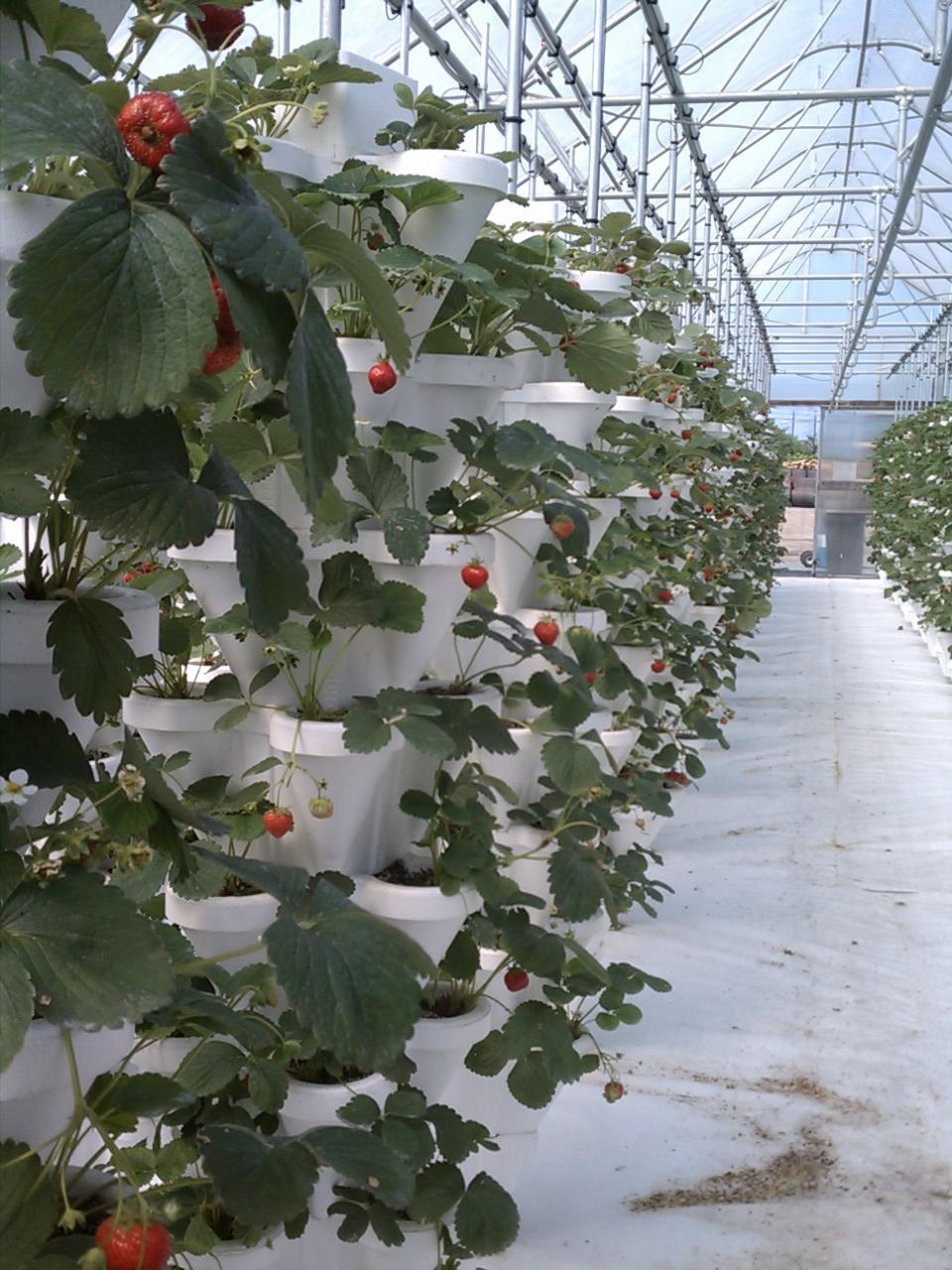 Franklin Matters Fairmount Fruit Farm strawberries