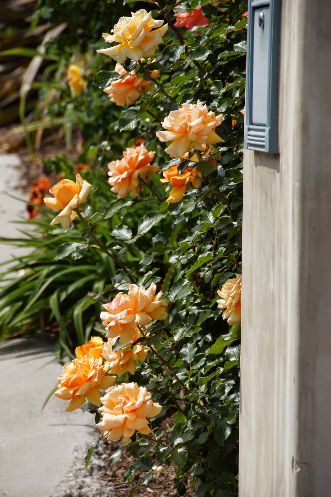 More Springtime Flowers