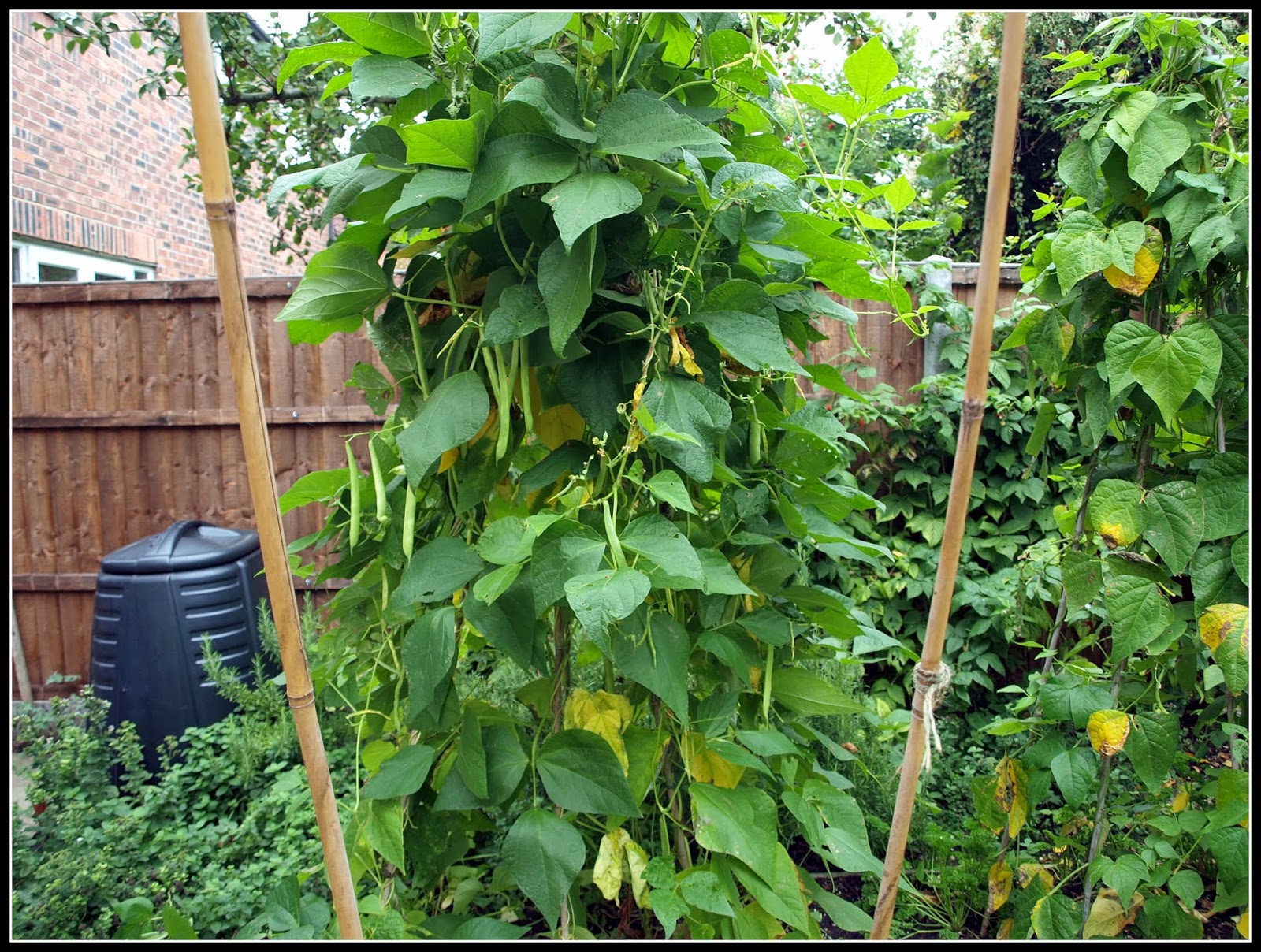 Mark's Veg Plot Climbing bean "Veitch's"