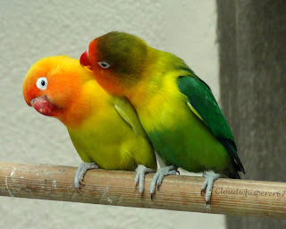 Burung Lovebird -  Karakter Lovebird yang Cocok di Pelihara dan Dibudidayakan di Indonesia - Penangkaran Burung Lovebird 