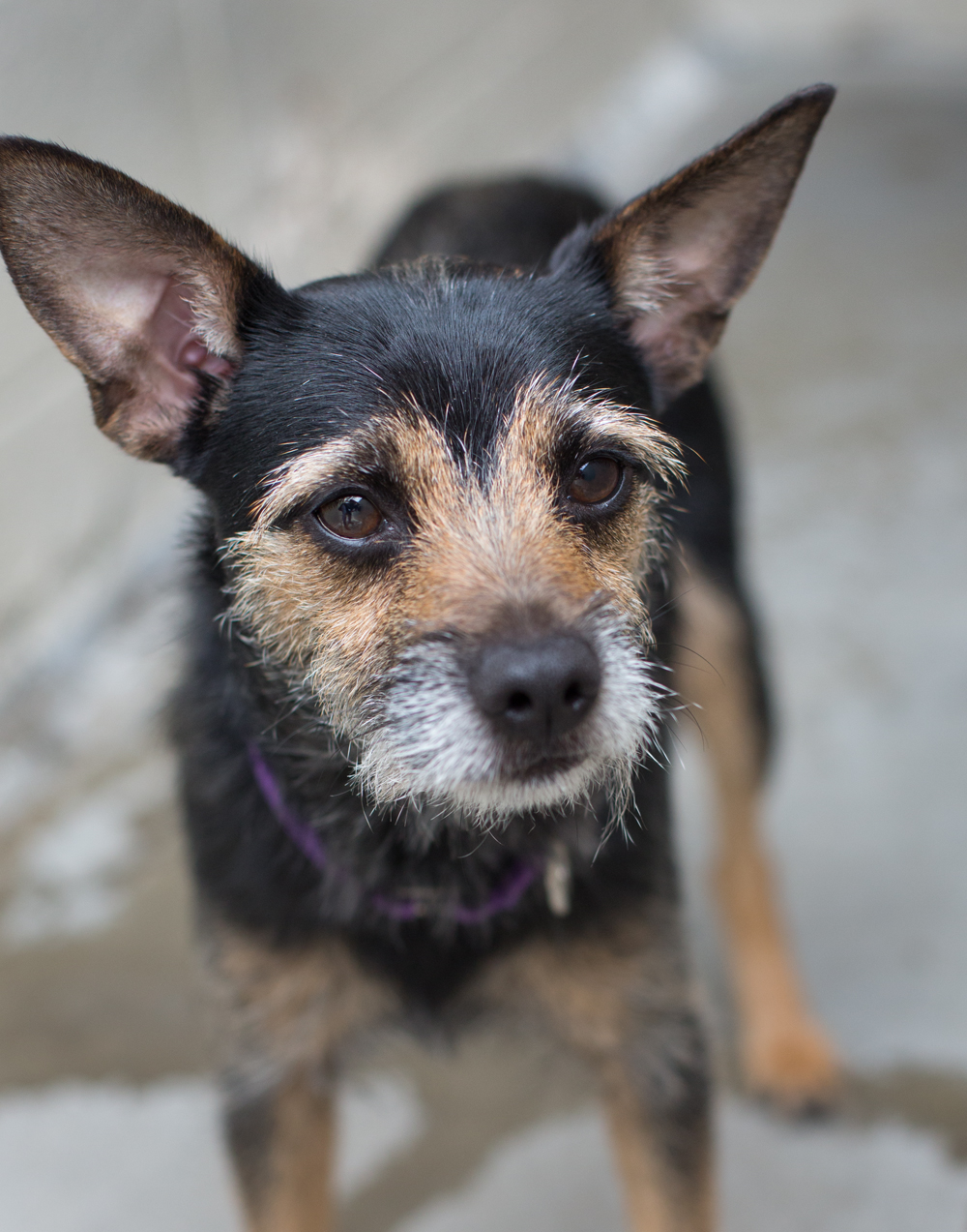 Shelter Dogs of Portland "ELSA" and "ELROY" Terrier mix BONDED Buddies