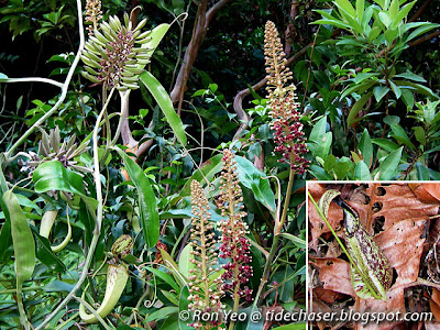 Raffles' Pitcher Plant (Nepenthes rafflesiana)
