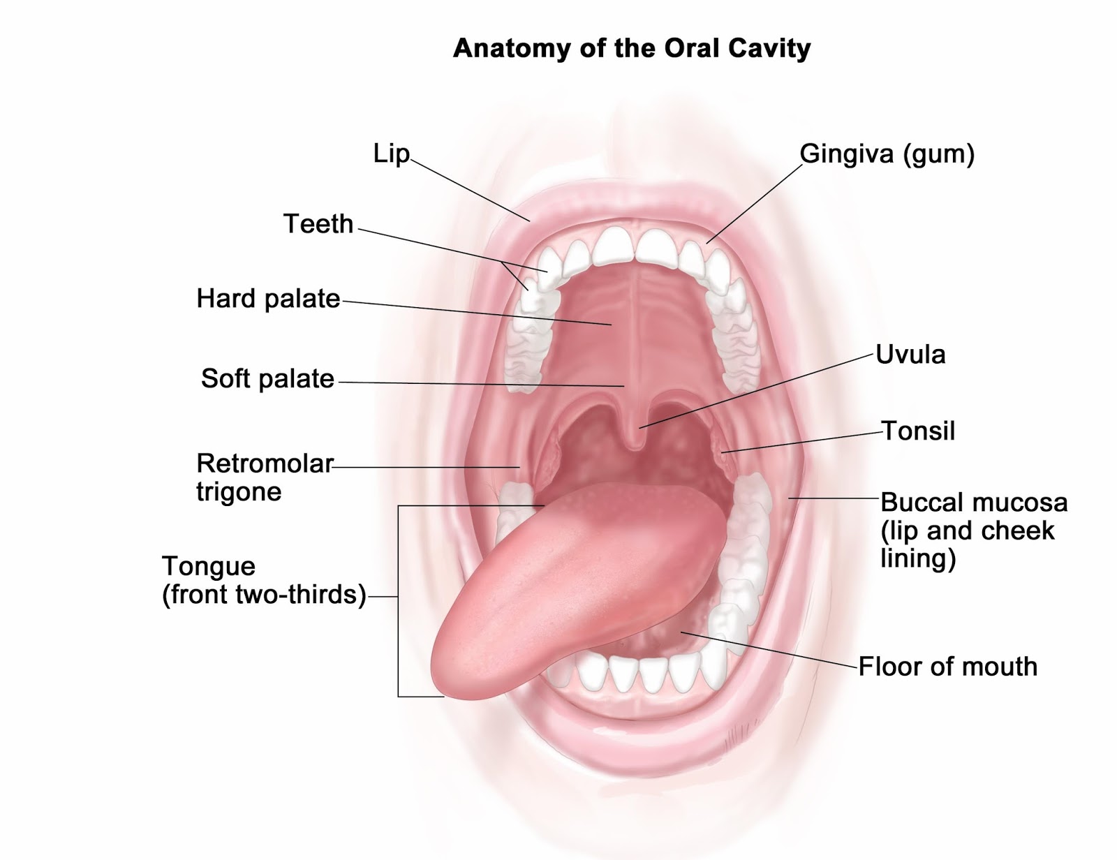 harmony dental clinic Oral Cavity Gateway of your body