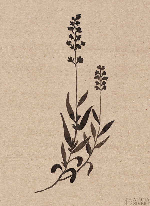 Lavender, ink study by Alicia Sivertsson. aliciasivert alicia sivert alicia sivertsson monthly makers växter juni tema 2016 skapa skapande kreativitet utmaning blogg bloggutmaning måla bläck växt blommor paint painting ink flowers flower create make art craft handicraft lavendel lavender