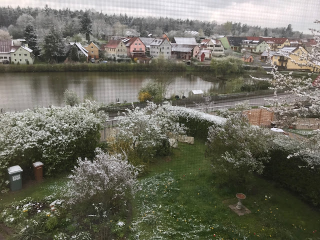 Schnee liegt wie Blütenblätter auf den Sträuchern im Garten (c) by Joachim Wenk Schnee liegt wie Blütenblätter auf den Sträuchern im Garten (c) by Joachim Wenk