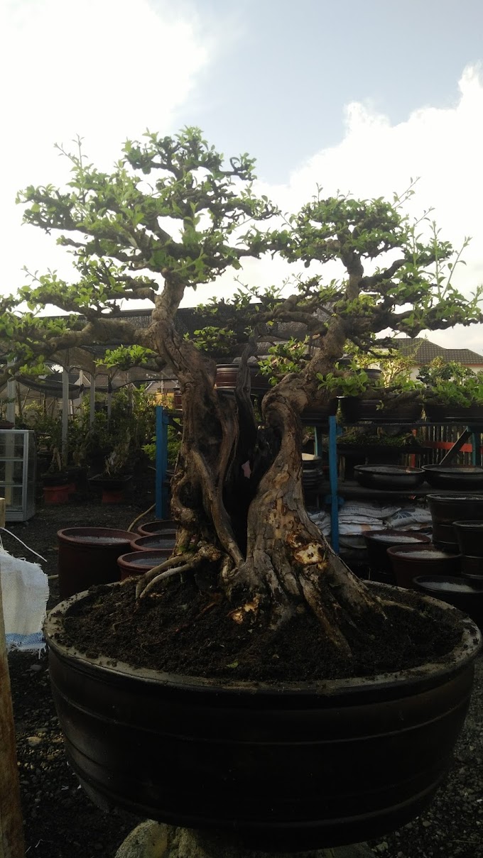 KESAN TUA BONSAI SISIR