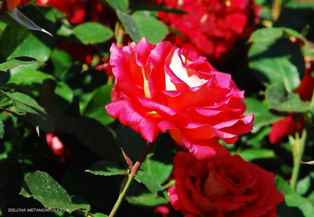 rosa Kleopatra, RosaĆwik, rosarium, zielona metamorfoza.pl, róże do ogrodu, ogrody, projekty ogródów