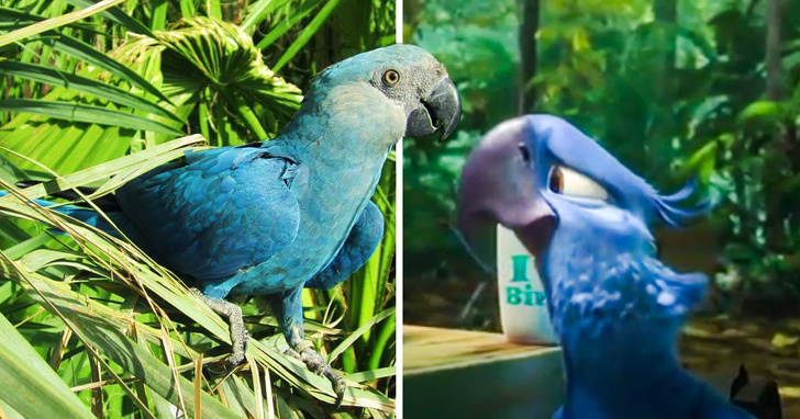Heartbreaking News: The Blue Parrot From 'Rio' Movie Is Now Extinct