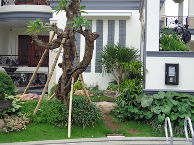 Contoh Jasa Tukang Taman Surabaya dan Kolam koi | www.jasataman.co.id