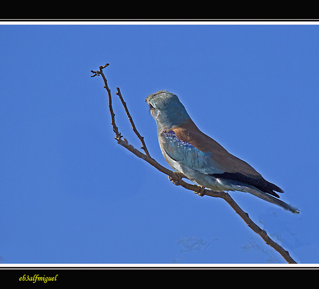 MIS AMIGAS LAS AVES Carraca (Coracias garrulus) MIS AMIGAS LAS AVES Carraca (Coracias garrulus)