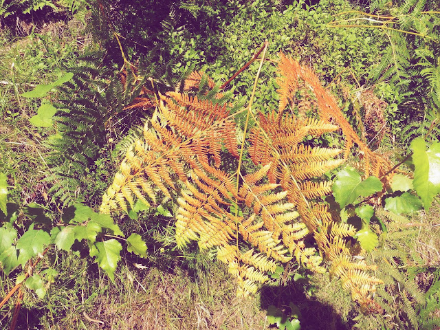 Just Belle | Tarn Hows: Fern leaves