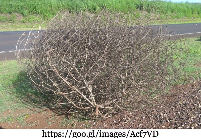 So What Actually is a Tumbleweed, Anyway, And How Did it Become Associated  with the American West?