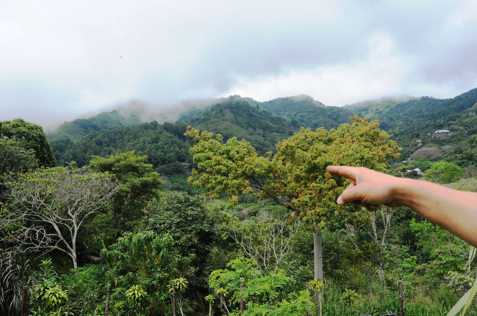 Toledo Coffee Farm Tour