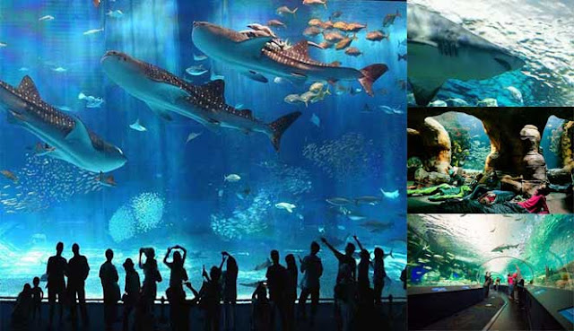 10 The Best Aquarium In The World Best Aquarium In The World