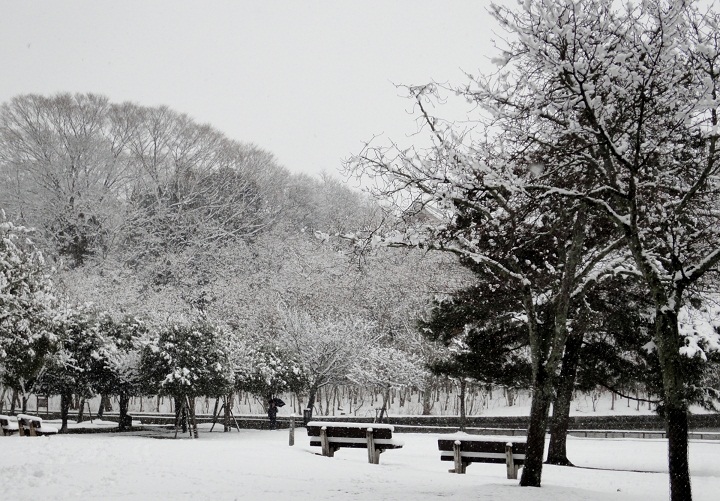 Stardust Talk A snow day in Nara Park