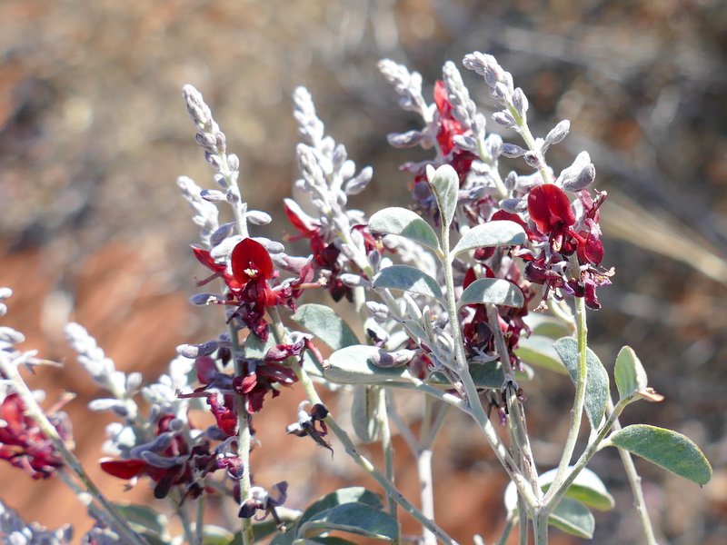 Ian Fraser, talking naturally The Great Sandy Desert 4, shrubs
