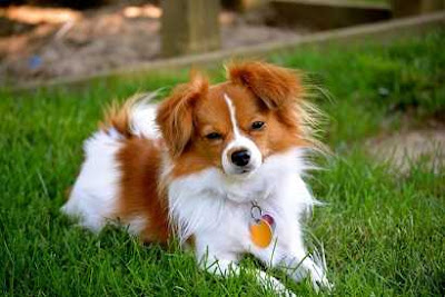 Papillon Papillon