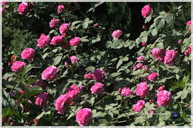 róże w ogrodzie, róże pachnące, Rapsody in Blue roses, róże angielskie, Mary Ann roses, roses, Symphatie roses, English roses